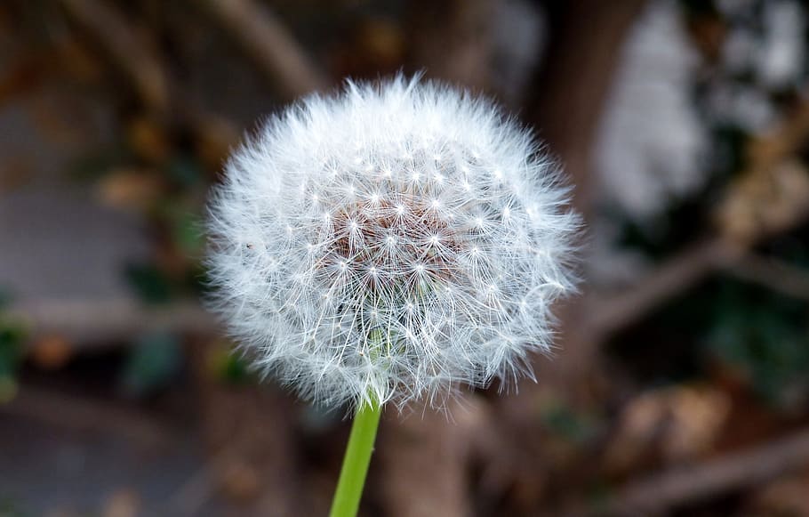 White Dandelion Flower, bloom, blur, close-up, color, delicate HD wallpaper