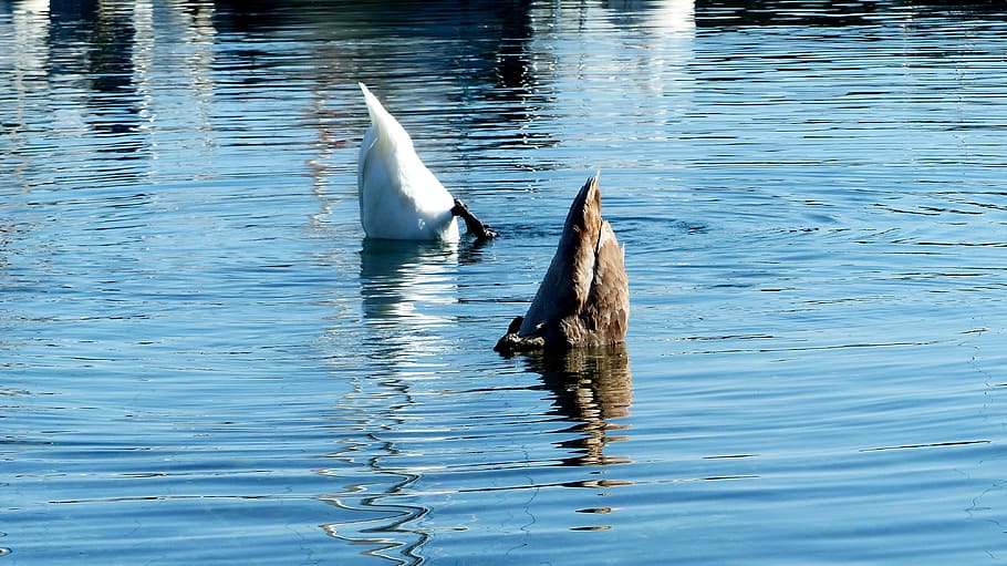 swan, lake, white, brown, swim, plumage, summer, plunges, cute HD wallpaper