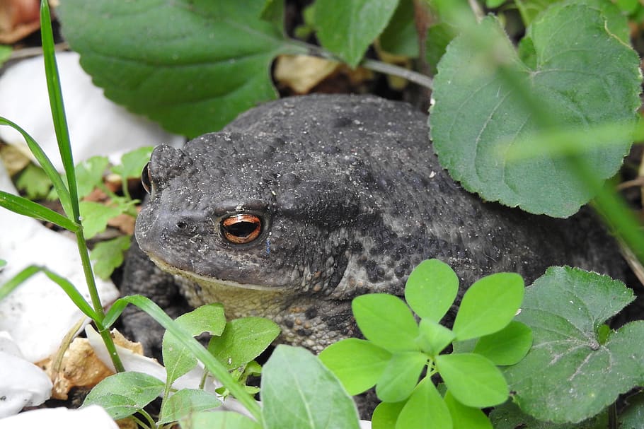 a toad, garden, animal, common toad, the creation of, nature HD wallpaper