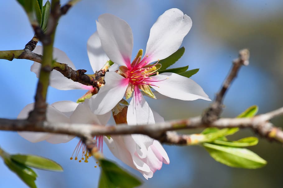 spring flower, kikelet pansio, nature, flora, white, garden HD wallpaper