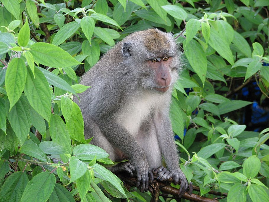 tree, branch, monkey, animal, nature, wild, animal wildlife HD wallpaper