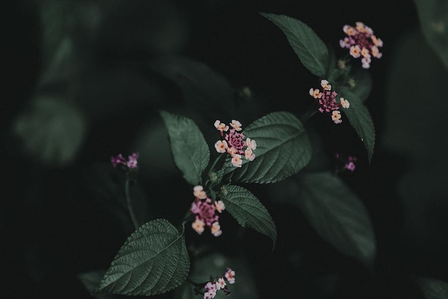Flowers In Focus Photography, bloom, blossom, flora, growth, leaves HD wallpaper
