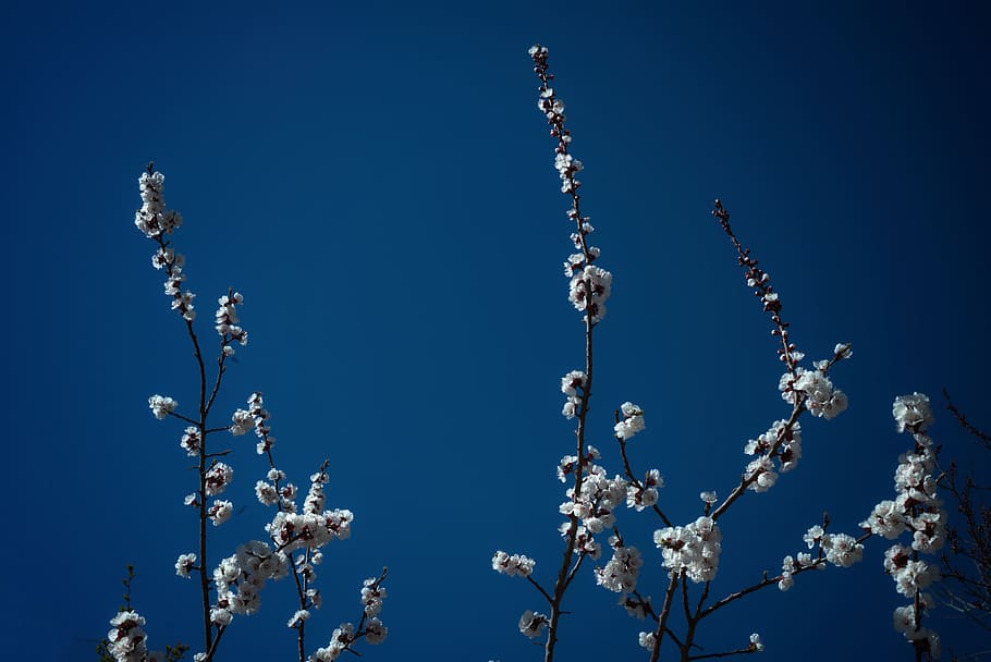 plant, flower, blossom, cherry blossom, sky, spring, blue, flowers, HD wallpaper