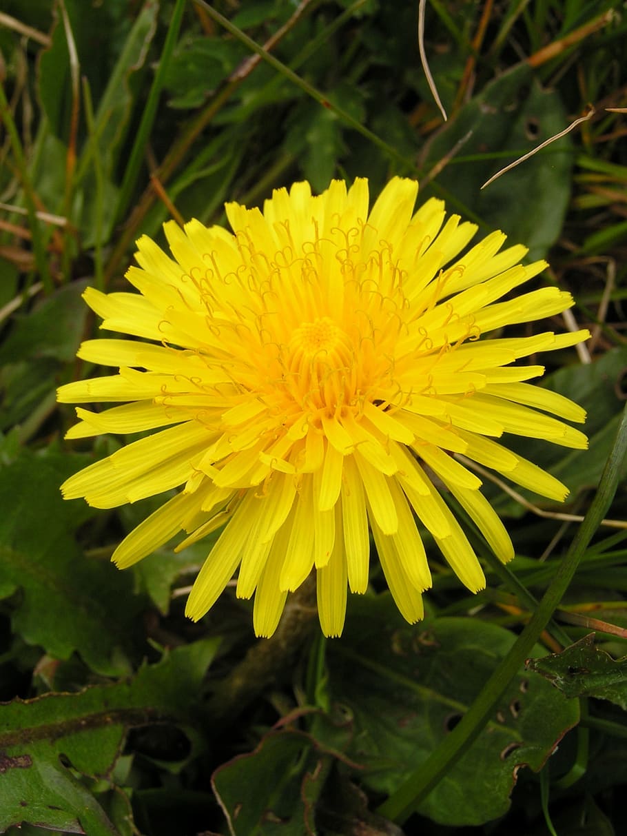 dandelion, uncurl, grass, closeup, meadow, nature, blossom HD wallpaper