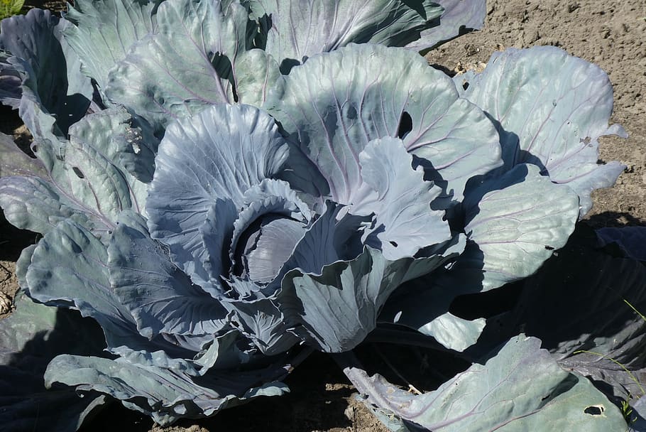 red cabbage, vegetable, food, healthy, power supply, vegetarian HD wallpaper