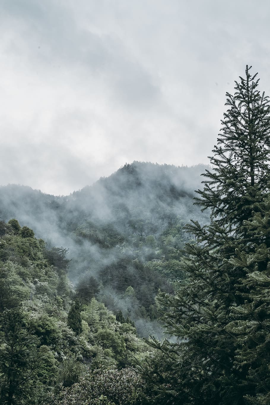 pine trees on forest with smoke at daytime, plant, beauty in nature HD wallpaper