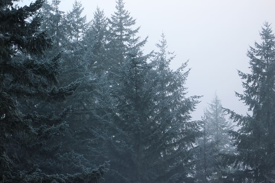 oregon, united states, pine trees, fog, frost, forest, plant HD wallpaper