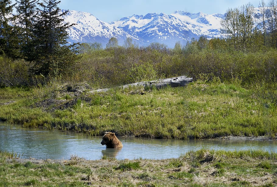 Brown Bear in the River, environment, grass, landscape, mammal HD wallpaper
