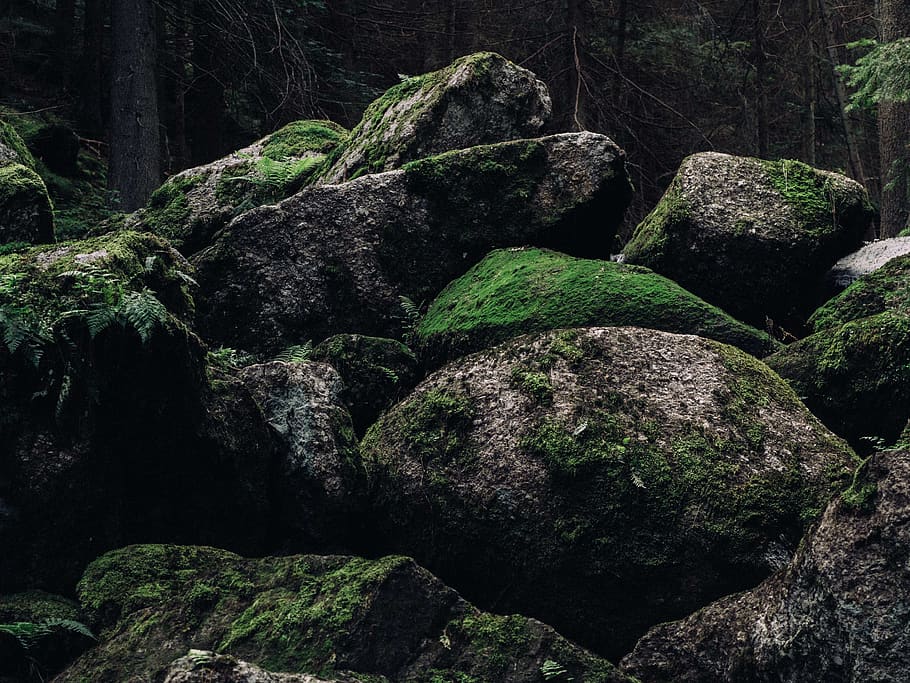 austria, forest, moss, stones, rock, solid, rock - object, no people HD wallpaper
