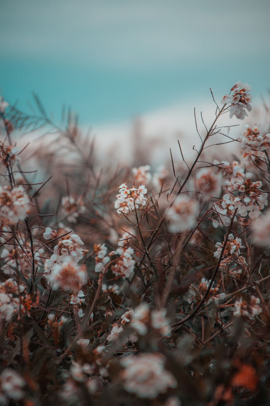 Close-Up Photo of White Flowers, beautiful, bloom, blooming, blur HD wallpaper