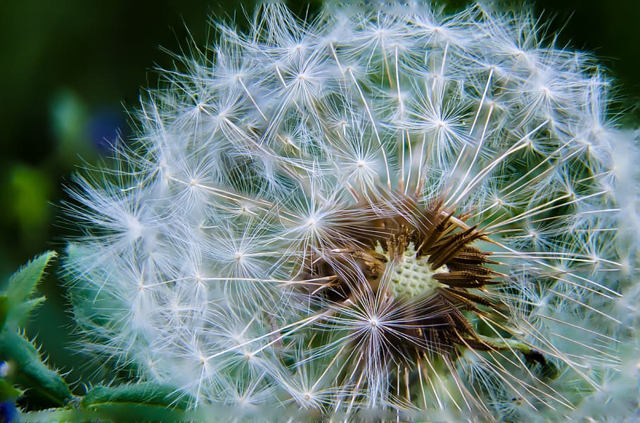 White Dandelion, beautiful, bloom, blooming, bright, close-up HD wallpaper