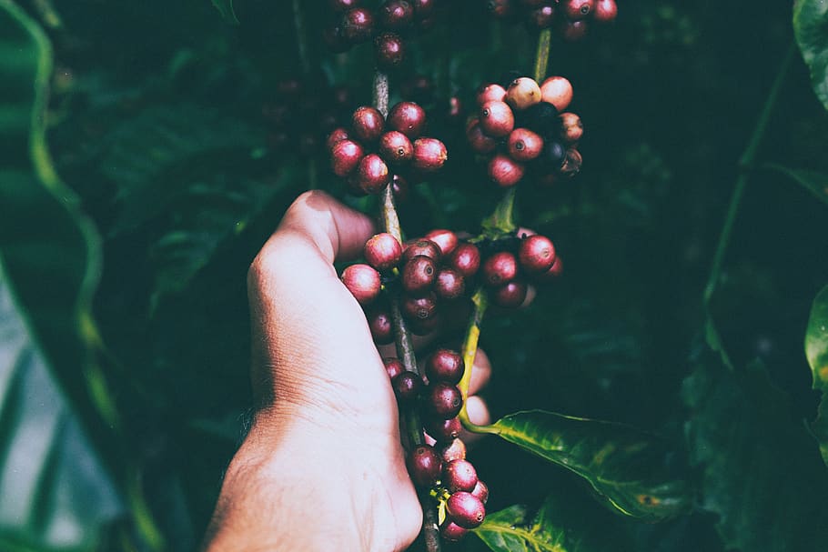cherry, hand, plant, garden, nature, food and drink, healthy eating HD wallpaper