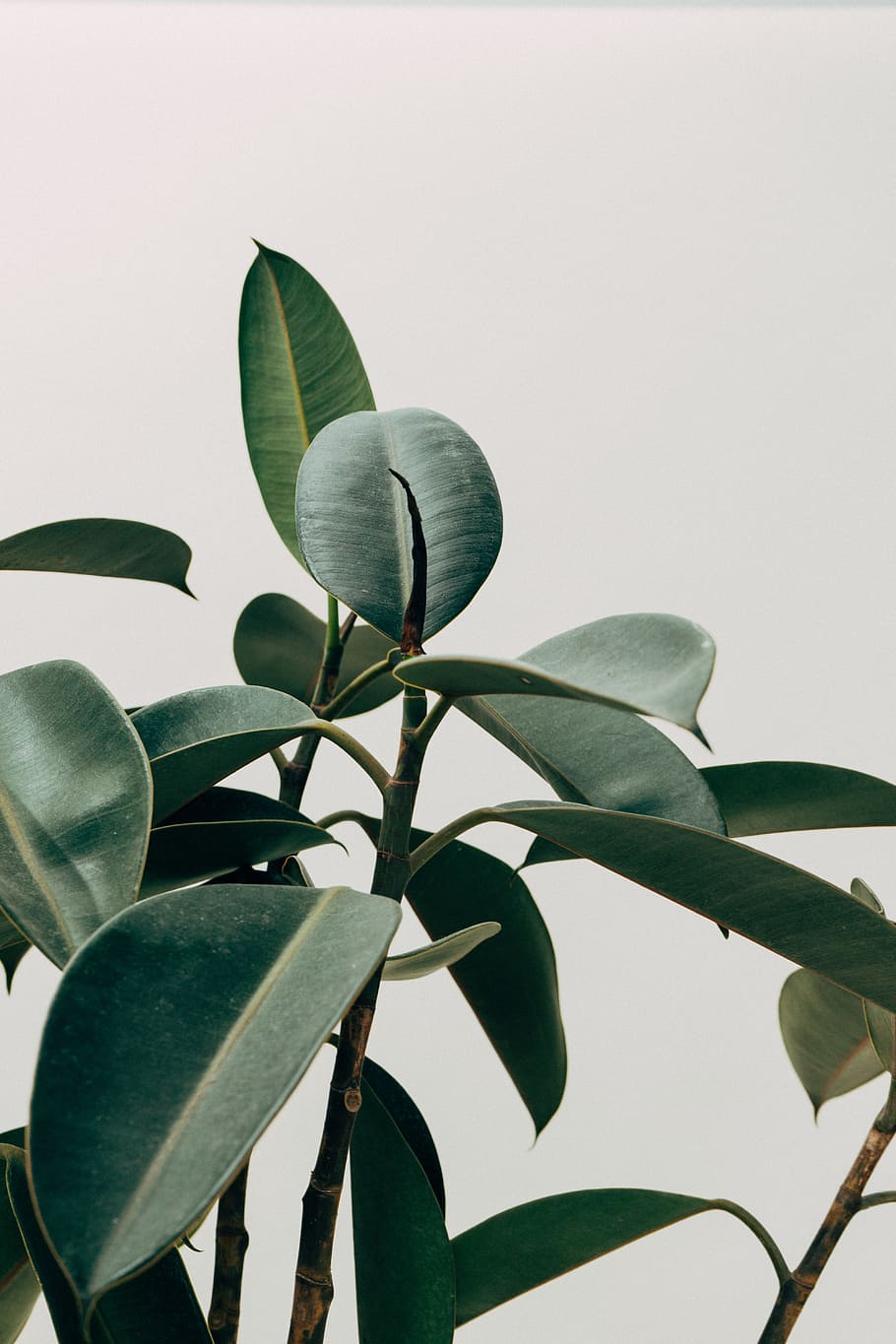 Green Leafed Indoor Plant, beautiful, botanic, botanical, branch HD wallpaper