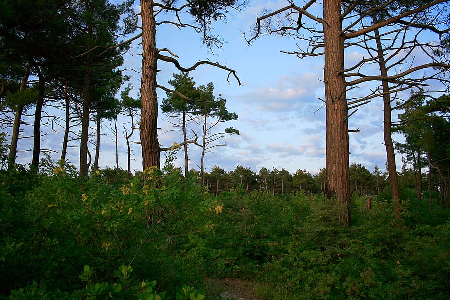 scene, trees, dark, sky, forest, plant, growth, tranquility HD wallpaper