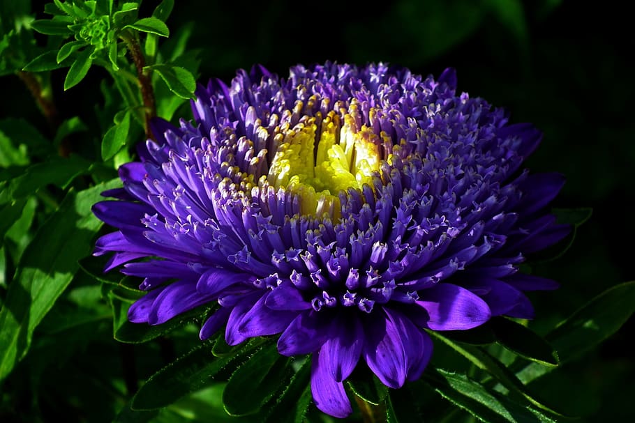 flower, aster, blue, garden, summer, nature, macro, the petals HD wallpaper