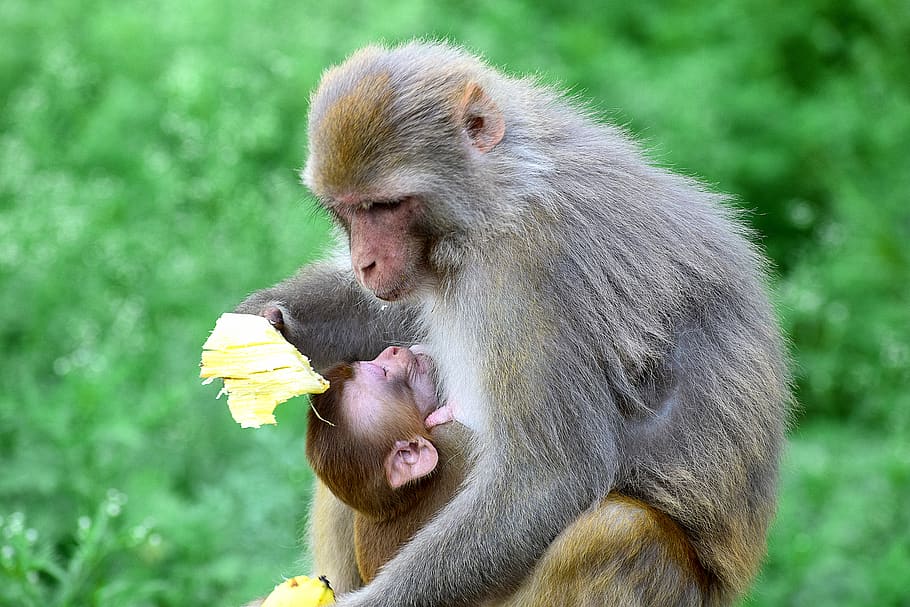 monkey, baby, ape, cute, mammal, nature, primate, young, fur HD wallpaper