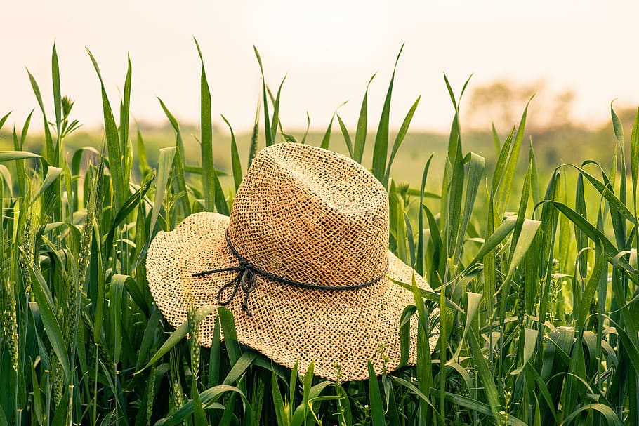straw, hat, field, grass, summer, nature, green, plant, green color HD wallpaper