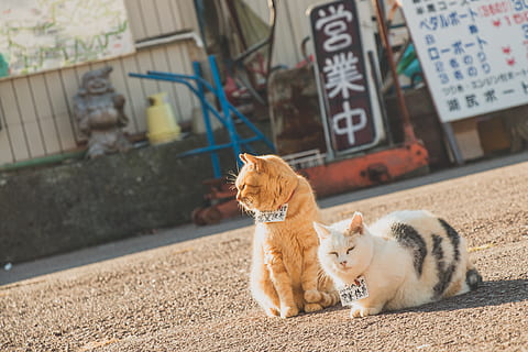 japan, hakone-machi, 箱根, cat, warm, animal, mammal, animal themes HD wallpaper