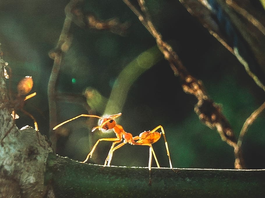 thailand, pattani, animal themes, animals in the wild, animal wildlife HD wallpaper