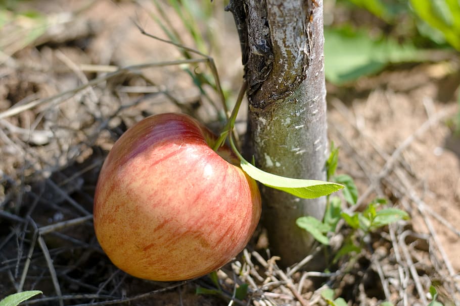 apple, tree, ground, food and drink, plant, healthy eating HD wallpaper