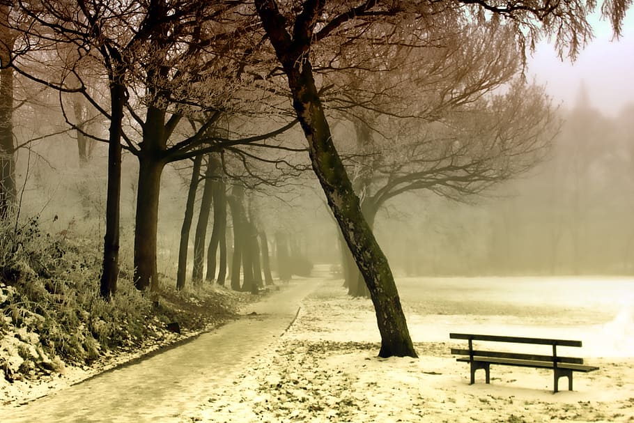 trees, park, landscape, snow, winter, snowing, cold, nature HD wallpaper