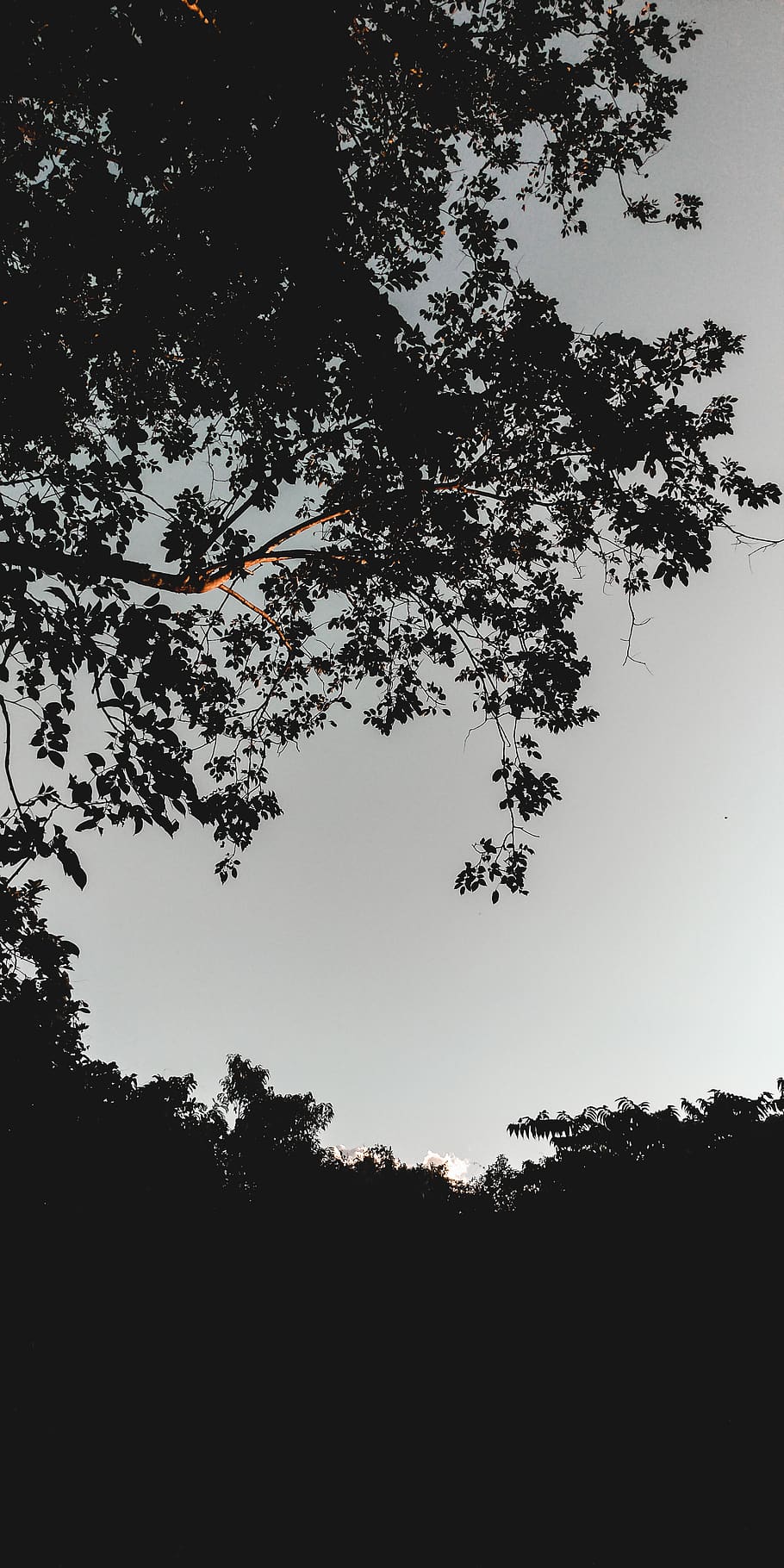 silhouette, tree, nature, flare, light, plant, sunset, weather HD wallpaper