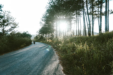 vietnam, dalat, forest, plant, tree, road, transportation, nature HD wallpaper