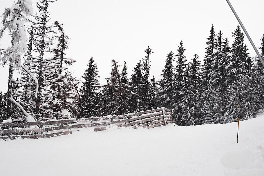 snow covered ground, plant, tree, fir, abies, slovakia, conifer HD wallpaper