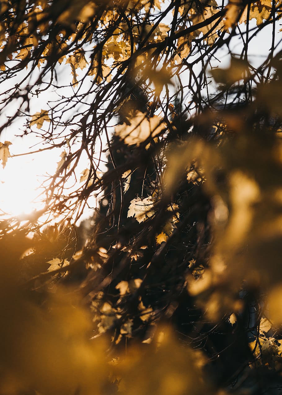 brown leaves under grey sky, plant, tree, selective focus, growth HD wallpaper