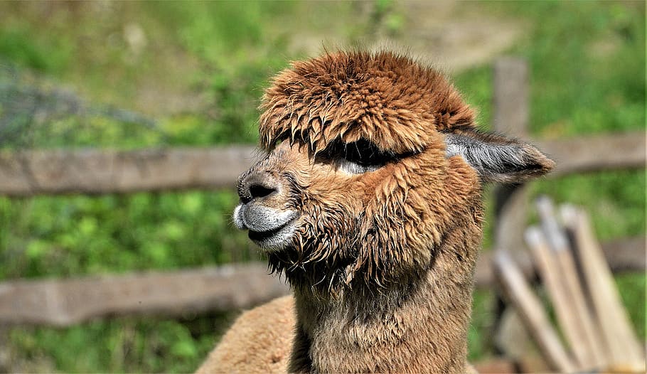 close up, alpaca, brown, head, furry, cute, curiosity, portrait HD wallpaper