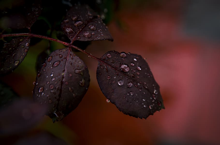 Closeup Photography of Red Plant With Water Droplets, blur, close-up HD wallpaper