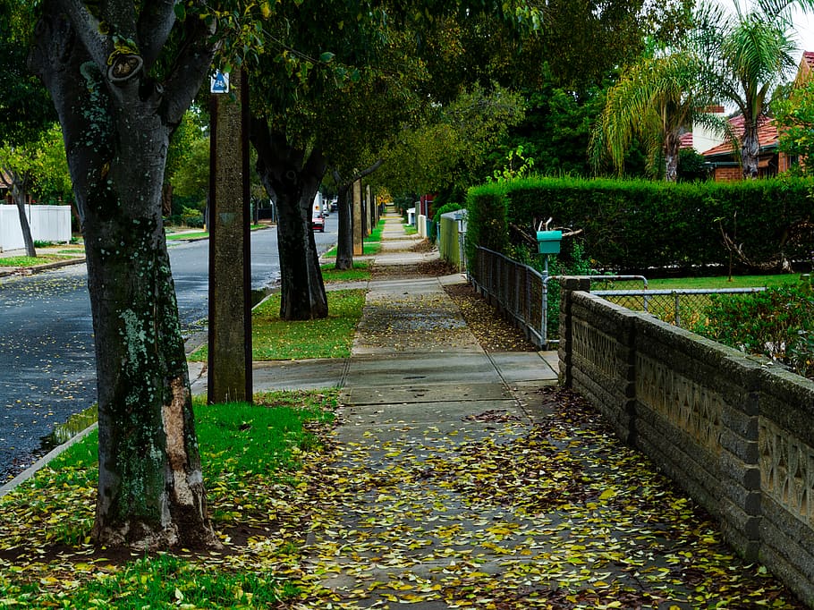 australia, adelaide, leaves, foot path, autumn, trees, street, HD wallpaper