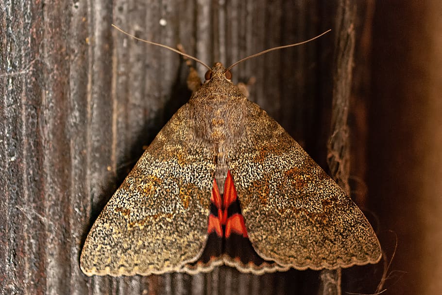 butterfly, macro, close up, insects, nature, close-up, animal themes, HD wallpaper