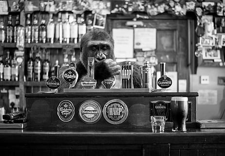 monkey, pub, bar, beer, alcohol, tavern, nightlife, primate HD wallpaper