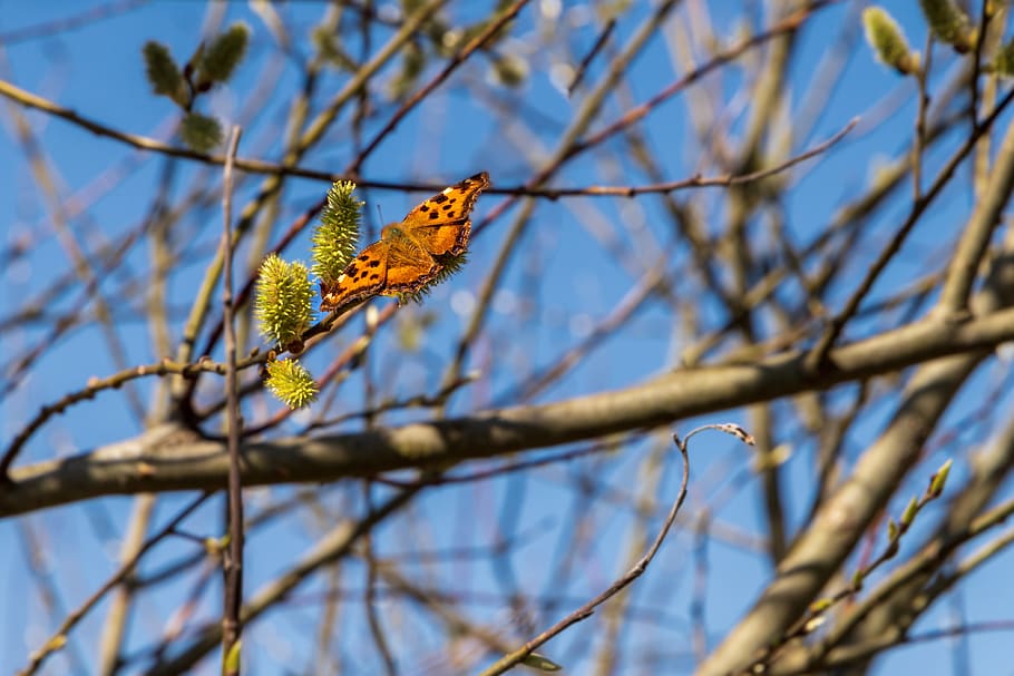 butterfly, color, red, wing, animal, nature, insect, branch HD wallpaper