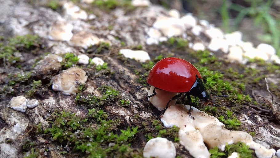 nature, ladybug, insect, red, mushroom, vegetable, food, fungus HD wallpaper