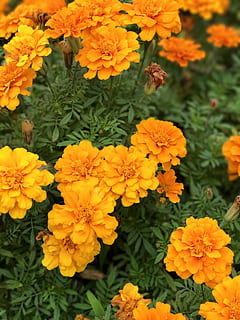 中国, 苏州市, flowering plant, fragility, freshness, vulnerability HD wallpaper