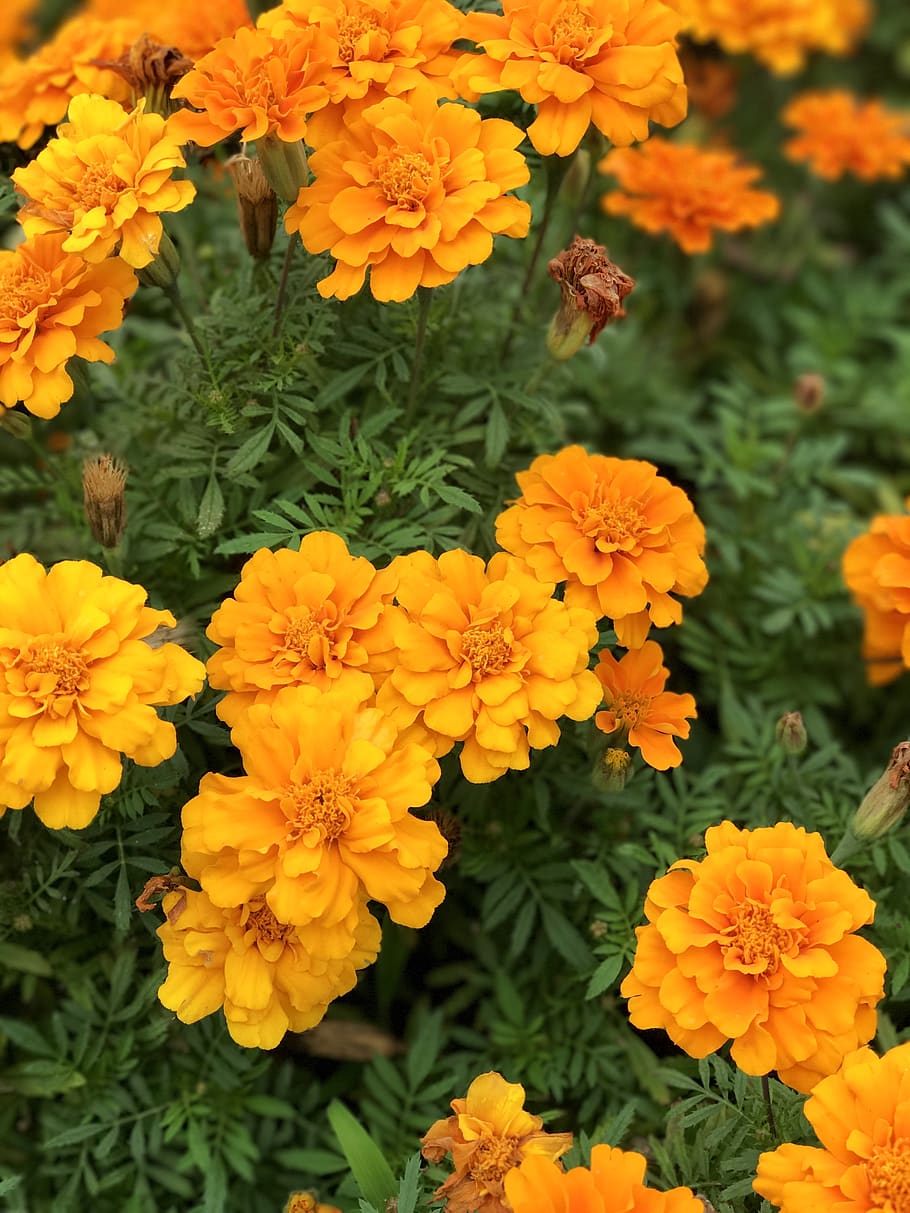 中国, 苏州市, flowering plant, fragility, freshness, vulnerability HD wallpaper