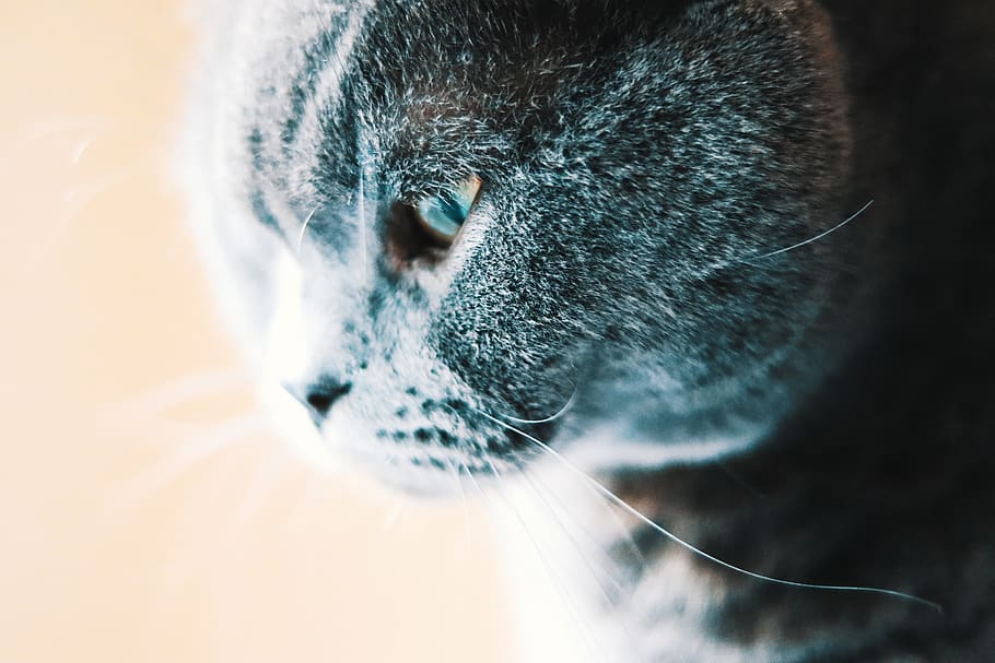 cat, british, scottish, pet, animal, cute, sweet, eye, lion HD wallpaper