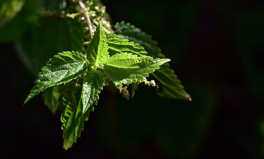 brennessel, summer, burn, nettle, leaves, green, plant, blossom HD wallpaper