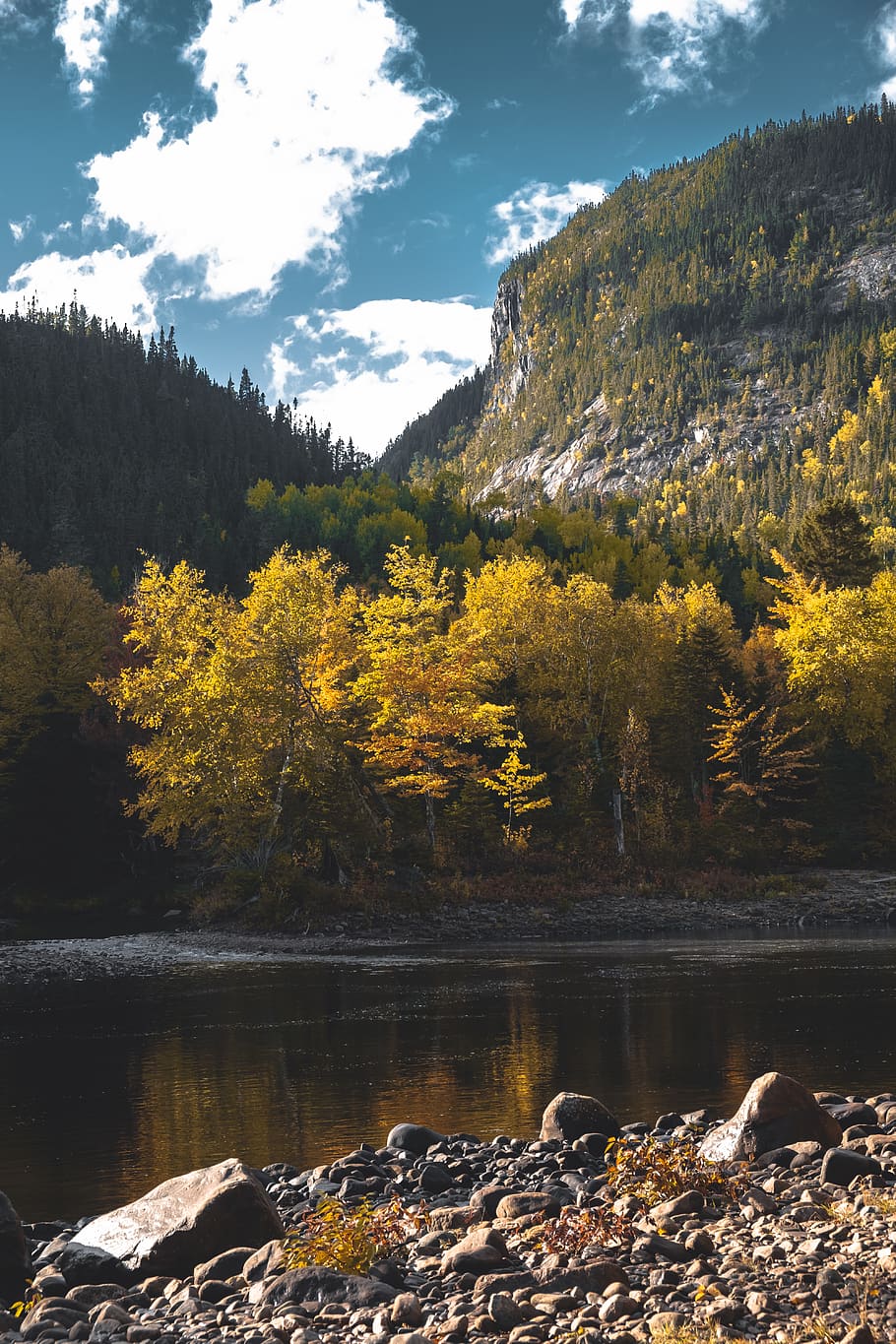 river and forest, tree, plant, nature, conifer, fir, abies, outdoors HD wallpaper