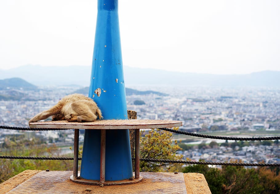 japan, kyoto, sleep, monkey, cityscape, rest, mammal, one animal HD wallpaper