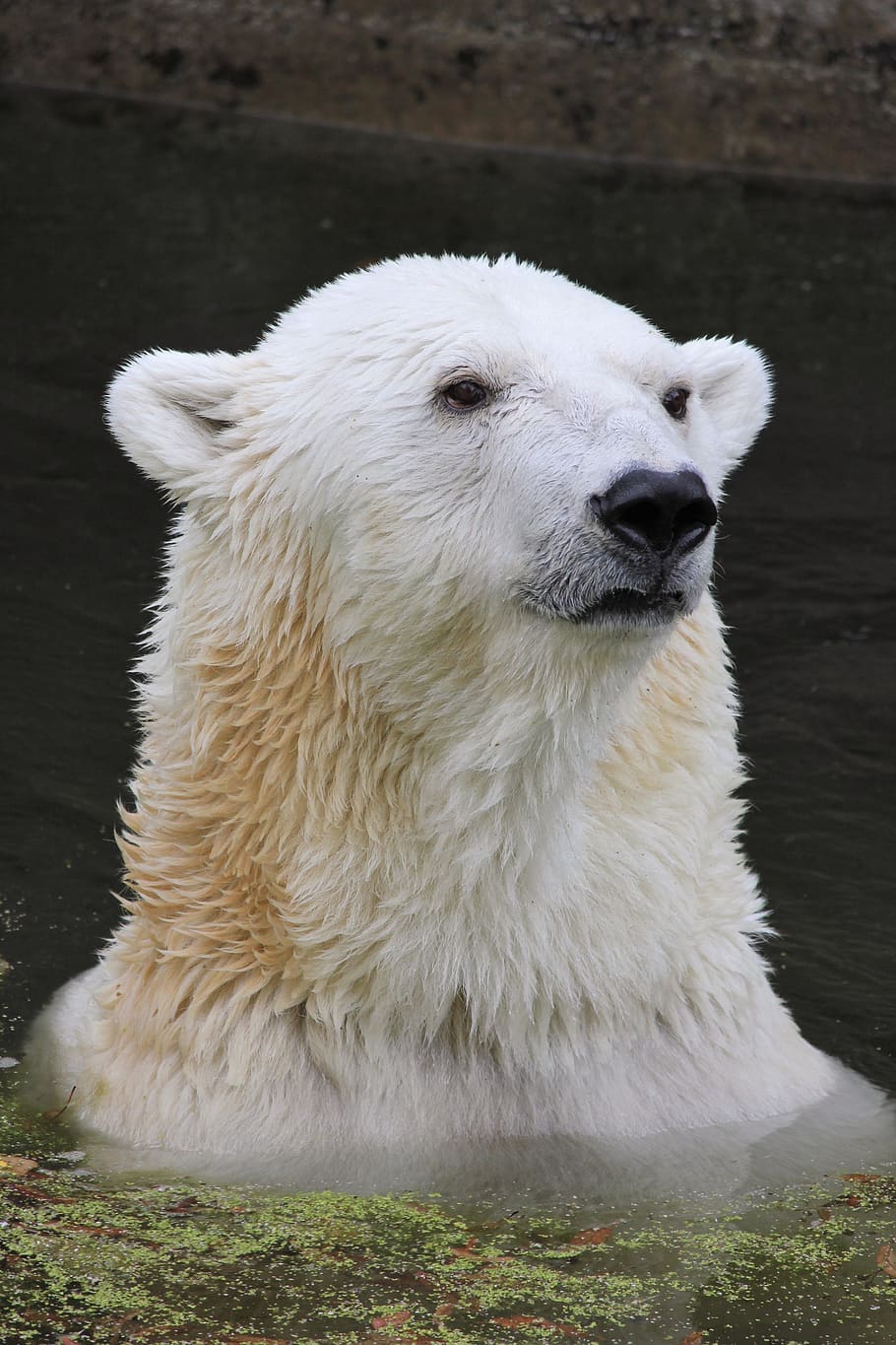 polar bear, climate warming, climate protection, predator, water HD wallpaper