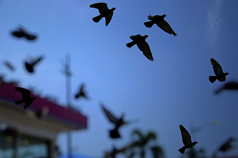 flying, bird, animal themes, vertebrate, low angle view, animals in the wild HD wallpaper