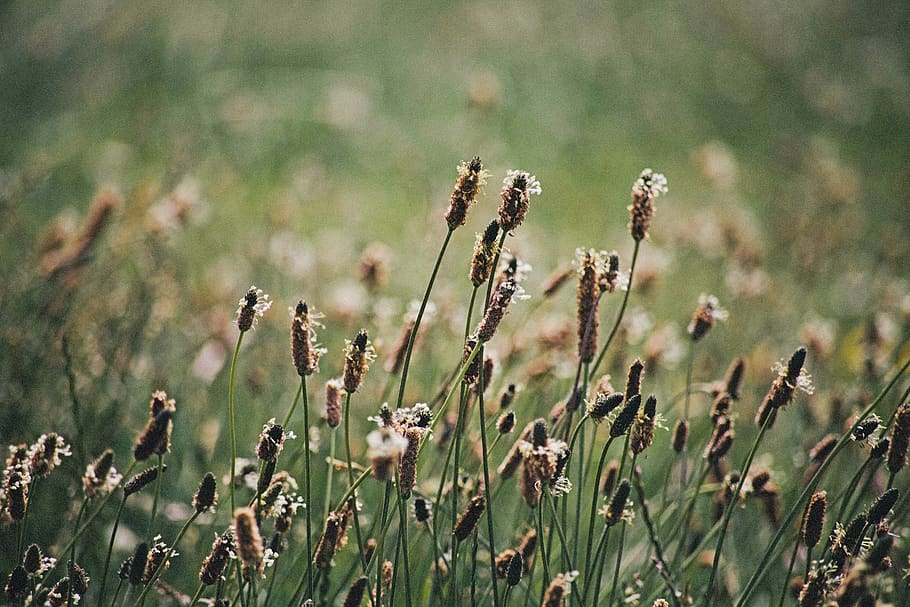 green, nature, weeds, plant, growth, field, beauty in nature HD wallpaper