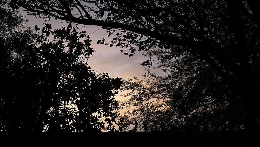 sunset, trees, plant, silhouette, sky, tranquility, low angle view HD wallpaper