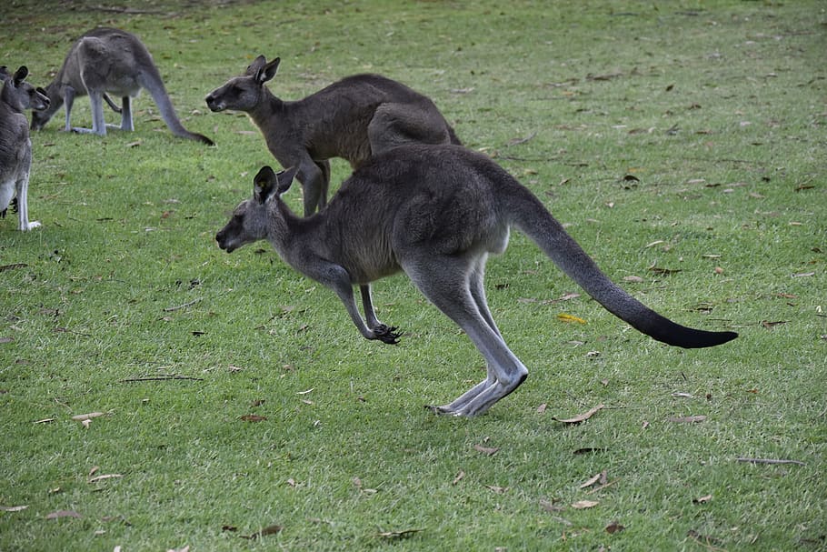 australia, nature, kangaroo, group of animals, grass, mammal HD wallpaper