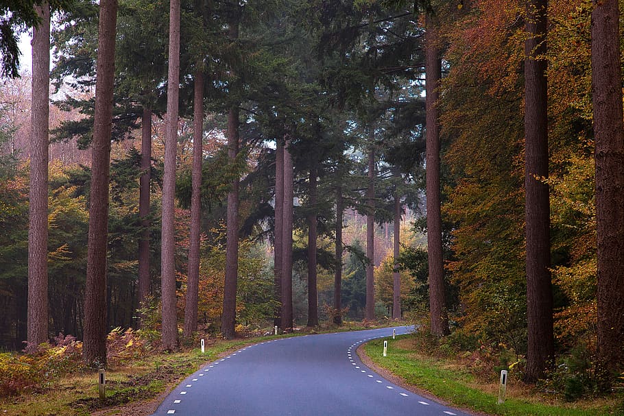 lochem, forest, trees, nature, landscape, forest path, lane HD wallpaper