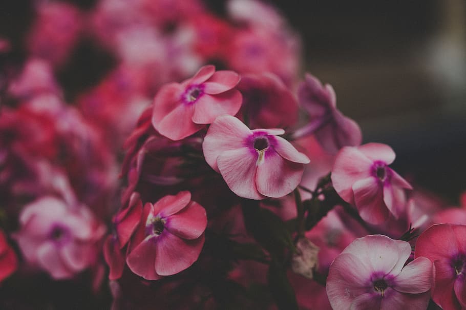 Close Up Photo of Red Petaled Flowers, beautiful, bloom, blooming HD wallpaper