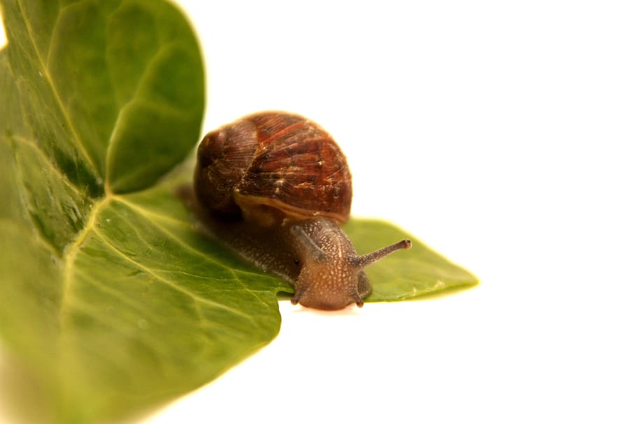 leaf, snail, insect, animal, wild, nature, closeup, animal themes HD wallpaper